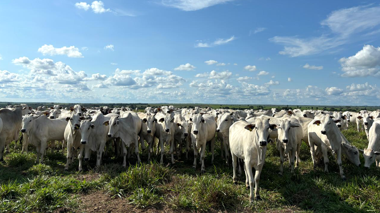 Tradição, tecnologia e sustentabilidade na produção de carne de alta qualidade