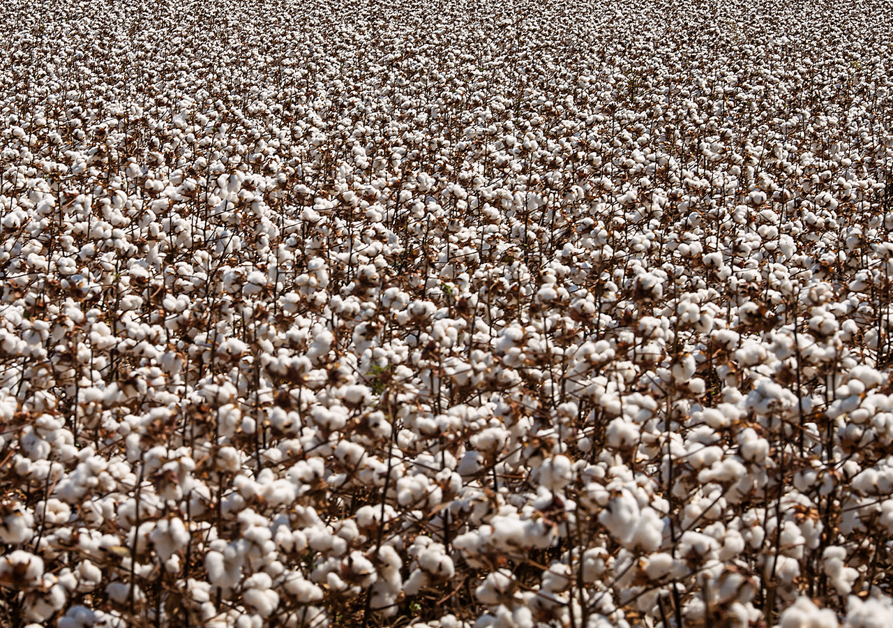 Calendário do Agro | Novembro 2024