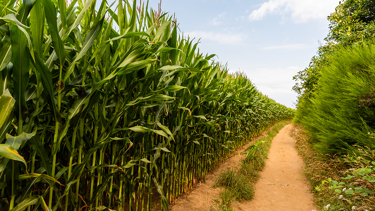 Calendário do Agro | Janeiro 2025