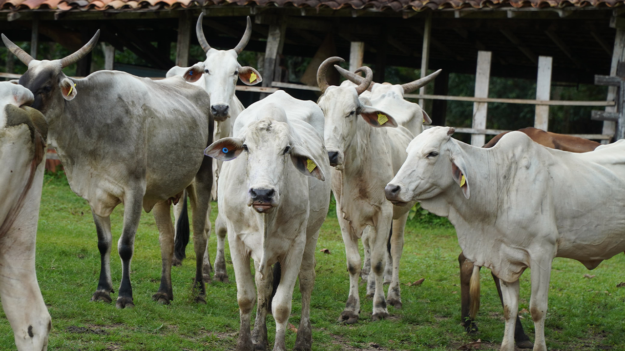 Pará na vanguarda da rastreabilidade: Estado deve liderar a identificação bovina no Brasil