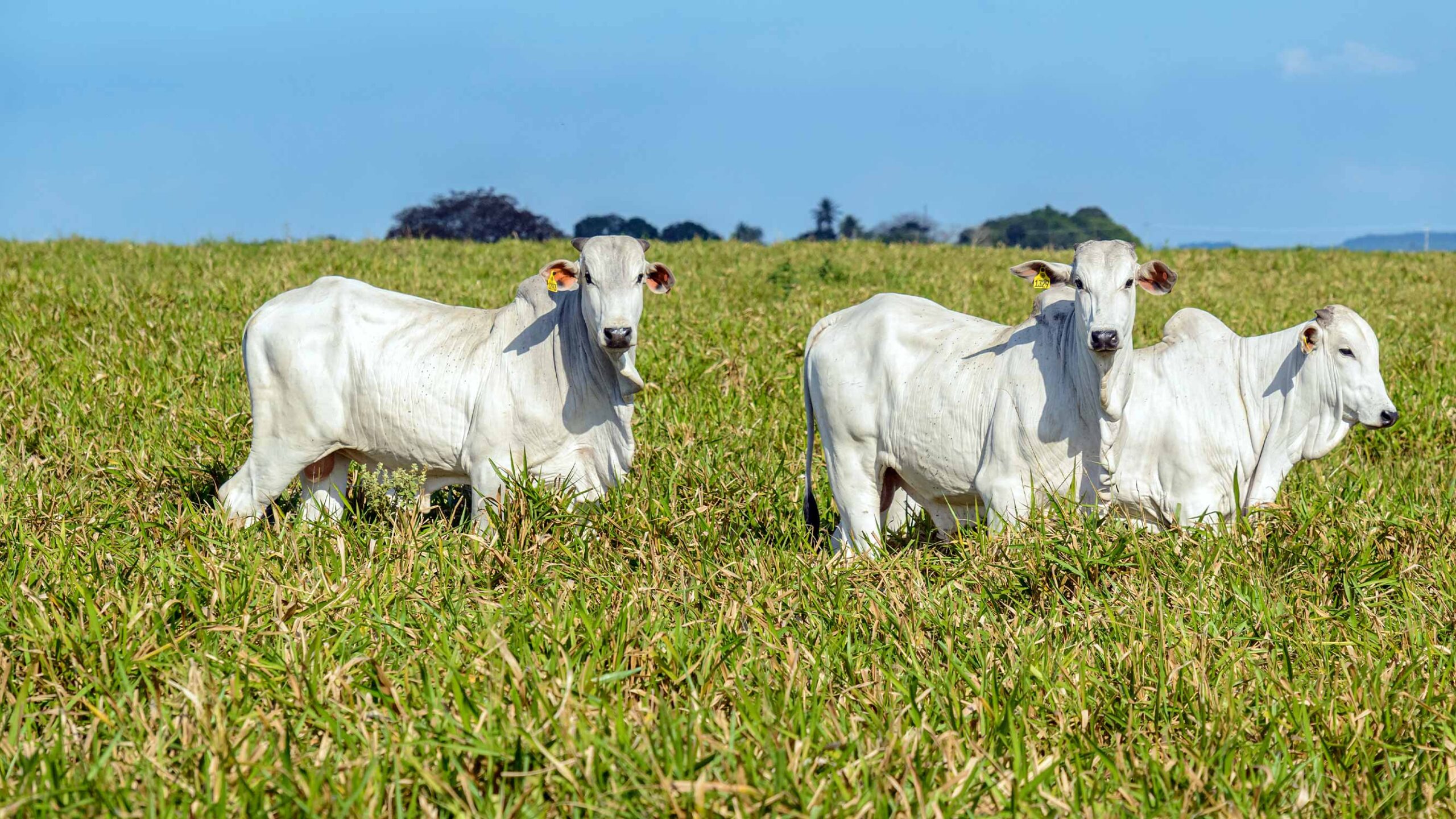 Restrições da União Europeia à carne brasileira: como o Bov.IS, da Produzindo Certo, pode auxiliar o pecuarista para as novas exigências do mercado
